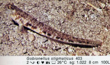 Gobionellus stigmaticus